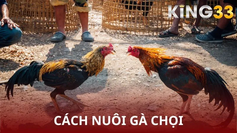 Cách nuôi gà chọi